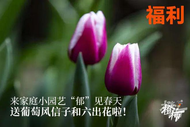 00份新生礼来橙柿过三八节！EVO视讯便携湿巾、100(图8)