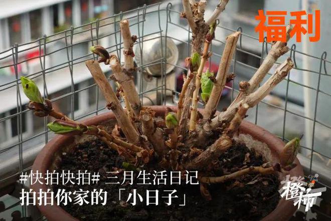 00份新生礼来橙柿过三八节！EVO视讯便携湿巾、100(图6)